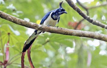 bird watching activities in Puerto Vallarta
