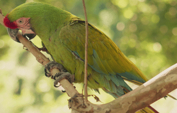 macaws sanctuary activities in Puerto Vallarta