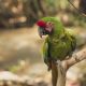 a parrot