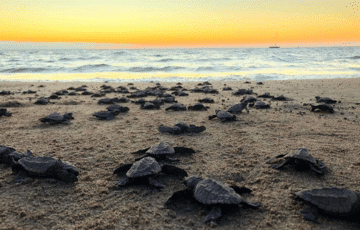 turtles liberation activities in Puerto Vallarta