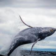 Whale Watching
