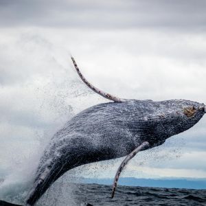 Whale Watching